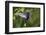 Hummingbird, Costa Rica-null-Framed Photographic Print