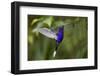 Hummingbird, Costa Rica-null-Framed Photographic Print