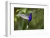 Hummingbird, Costa Rica-null-Framed Photographic Print