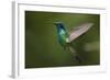 Hummingbird, Costa Rica-null-Framed Photographic Print