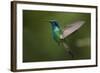 Hummingbird, Costa Rica-null-Framed Photographic Print