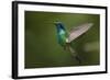 Hummingbird, Costa Rica-null-Framed Photographic Print