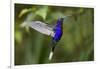 Hummingbird, Costa Rica-null-Framed Photographic Print