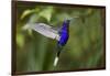 Hummingbird, Costa Rica-null-Framed Photographic Print