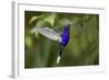 Hummingbird, Costa Rica-null-Framed Photographic Print