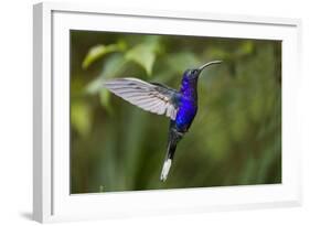 Hummingbird, Costa Rica-null-Framed Photographic Print