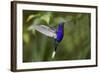 Hummingbird, Costa Rica-null-Framed Photographic Print