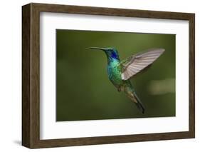 Hummingbird, Costa Rica-null-Framed Photographic Print