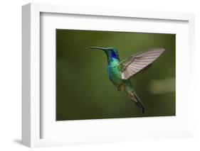 Hummingbird, Costa Rica-null-Framed Photographic Print