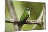 Hummingbird, Costa Rica-null-Mounted Photographic Print