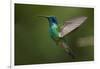 Hummingbird, Costa Rica-null-Framed Photographic Print