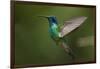 Hummingbird, Costa Rica-null-Framed Photographic Print