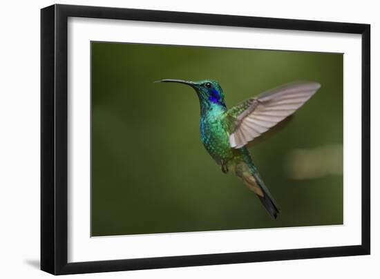 Hummingbird, Costa Rica-null-Framed Photographic Print