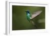 Hummingbird, Costa Rica-null-Framed Photographic Print