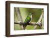 Hummingbird, Costa Rica-null-Framed Photographic Print