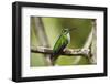 Hummingbird, Costa Rica-null-Framed Photographic Print