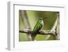 Hummingbird, Costa Rica-null-Framed Photographic Print