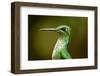 Hummingbird, Costa Rica-null-Framed Photographic Print