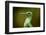 Hummingbird, Costa Rica-null-Framed Photographic Print