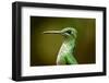 Hummingbird, Costa Rica-null-Framed Photographic Print