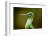 Hummingbird, Costa Rica-null-Framed Photographic Print