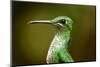 Hummingbird, Costa Rica-null-Mounted Photographic Print