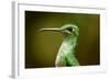 Hummingbird, Costa Rica-null-Framed Photographic Print