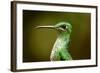 Hummingbird, Costa Rica-null-Framed Photographic Print