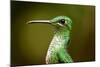 Hummingbird, Costa Rica-null-Mounted Photographic Print