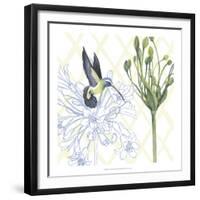 Hummingbird Dance III-Grace Popp-Framed Art Print