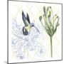 Hummingbird Dance III-Grace Popp-Mounted Art Print