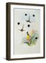 Hummingbird, engraved by Walter and Cohn-John Gould-Framed Giclee Print