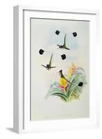 Hummingbird, engraved by Walter and Cohn-John Gould-Framed Giclee Print