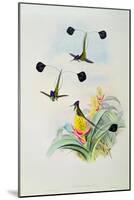 Hummingbird, engraved by Walter and Cohn-John Gould-Mounted Giclee Print