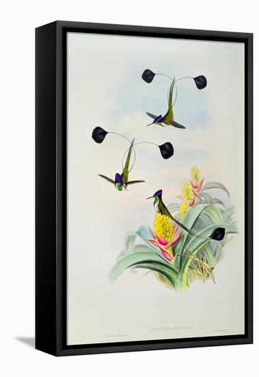 Hummingbird, engraved by Walter and Cohn-John Gould-Framed Stretched Canvas