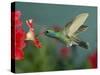 Hummingbird Feeding on Petunia, Madera Canyon, Arizona, USA-Rolf Nussbaumer-Stretched Canvas