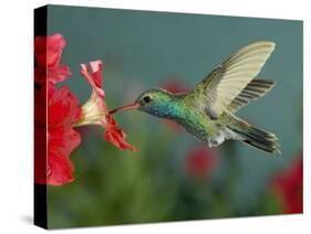 Hummingbird Feeding on Petunia, Madera Canyon, Arizona, USA-Rolf Nussbaumer-Stretched Canvas