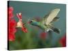 Hummingbird Feeding on Petunia, Madera Canyon, Arizona, USA-Rolf Nussbaumer-Stretched Canvas