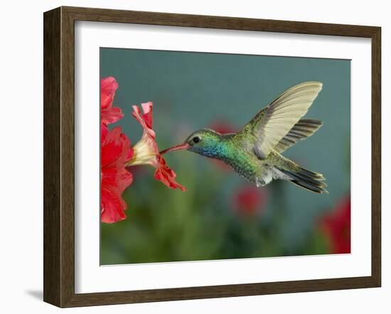 Hummingbird Feeding on Petunia, Madera Canyon, Arizona, USA-Rolf Nussbaumer-Framed Photographic Print