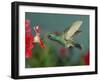 Hummingbird Feeding on Petunia, Madera Canyon, Arizona, USA-Rolf Nussbaumer-Framed Photographic Print