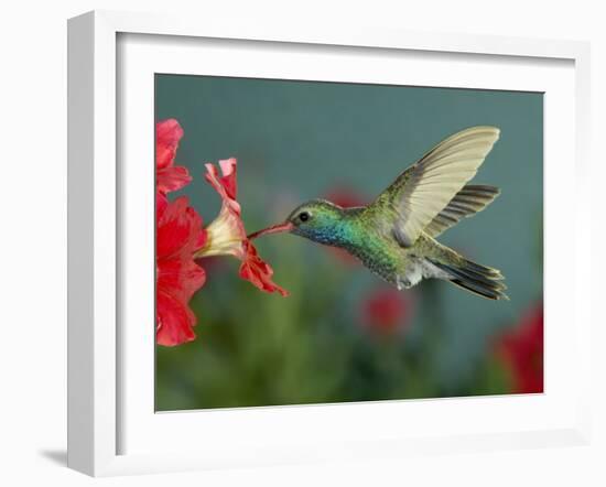 Hummingbird Feeding on Petunia, Madera Canyon, Arizona, USA-Rolf Nussbaumer-Framed Photographic Print