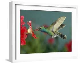 Hummingbird Feeding on Petunia, Madera Canyon, Arizona, USA-Rolf Nussbaumer-Framed Photographic Print