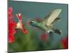 Hummingbird Feeding on Petunia, Madera Canyon, Arizona, USA-Rolf Nussbaumer-Mounted Photographic Print