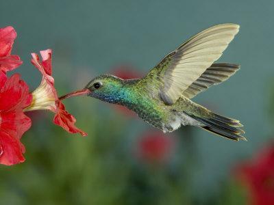 https://imgc.allpostersimages.com/img/posters/hummingbird-feeding-on-petunia-madera-canyon-arizona-usa_u-L-P86OQS0.jpg?artPerspective=n