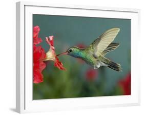 Hummingbird Feeding on Petunia, Madera Canyon, Arizona, USA-Rolf Nussbaumer-Framed Photographic Print