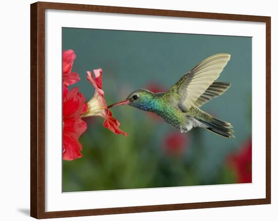 Hummingbird Feeding on Petunia, Madera Canyon, Arizona, USA-Rolf Nussbaumer-Framed Photographic Print