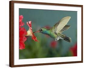 Hummingbird Feeding on Petunia, Madera Canyon, Arizona, USA-Rolf Nussbaumer-Framed Photographic Print