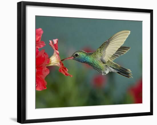 Hummingbird Feeding on Petunia, Madera Canyon, Arizona, USA-Rolf Nussbaumer-Framed Photographic Print