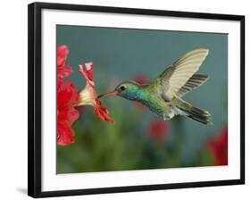 Hummingbird Feeding on Petunia, Madera Canyon, Arizona, USA-Rolf Nussbaumer-Framed Photographic Print