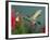 Hummingbird Feeding on Petunia, Madera Canyon, Arizona, USA-Rolf Nussbaumer-Framed Photographic Print